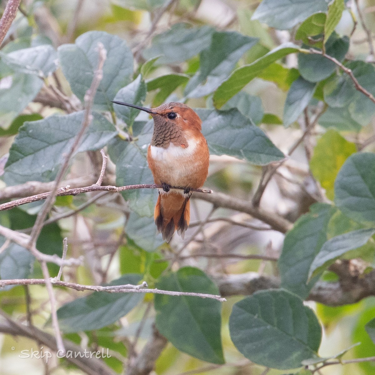 Rufous Hummingbird - Skip Cantrell