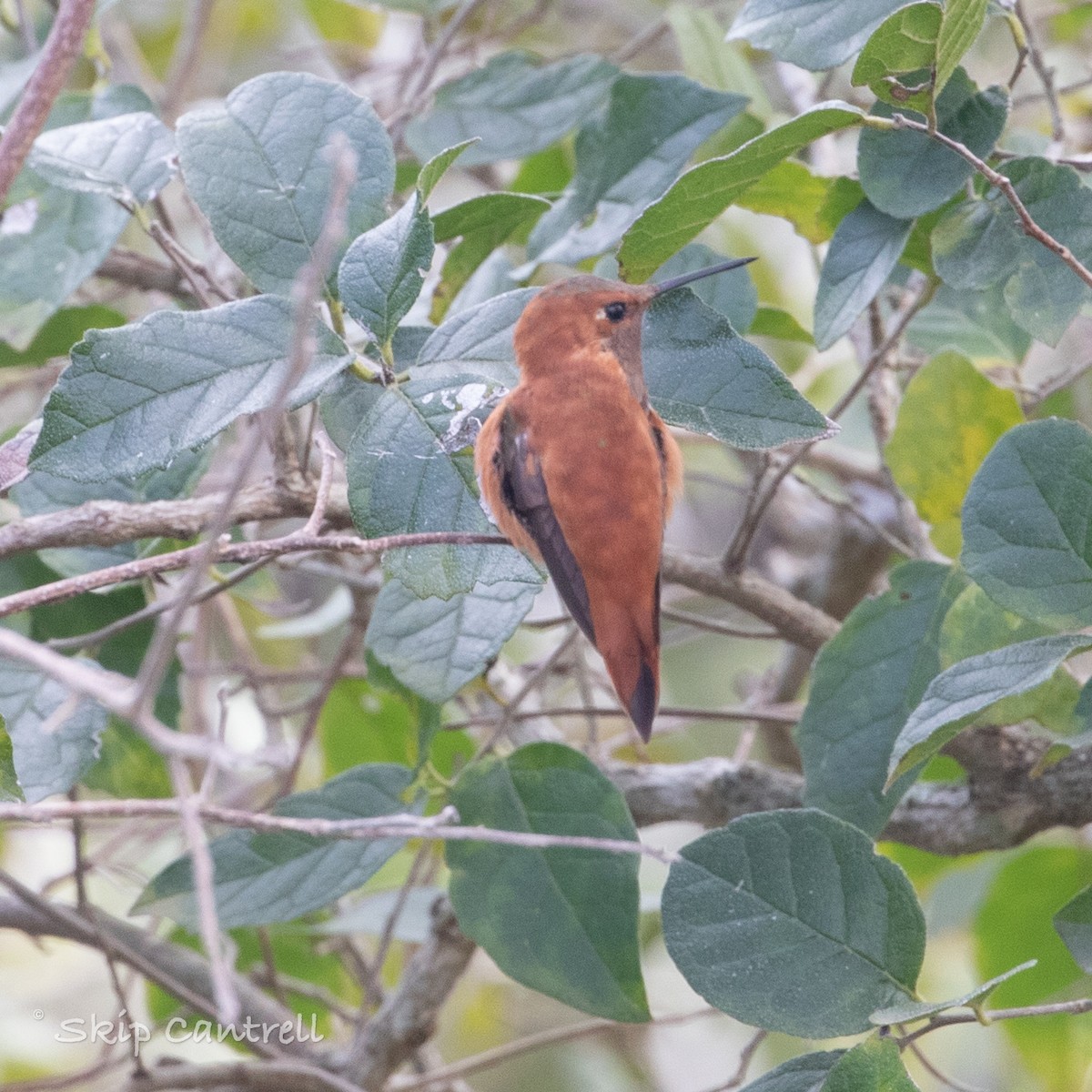 Rufous Hummingbird - Skip Cantrell