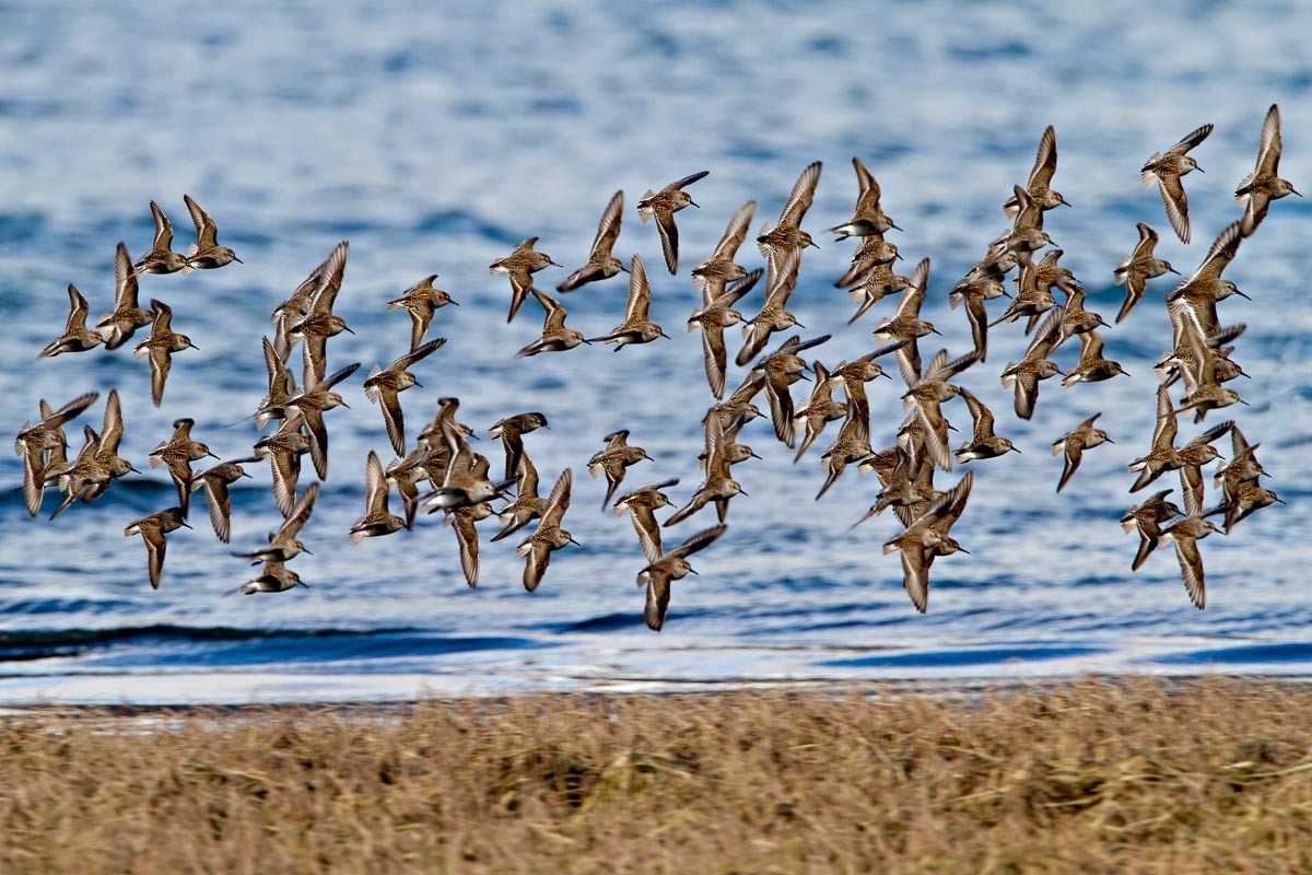 Western Sandpiper - ML295214221