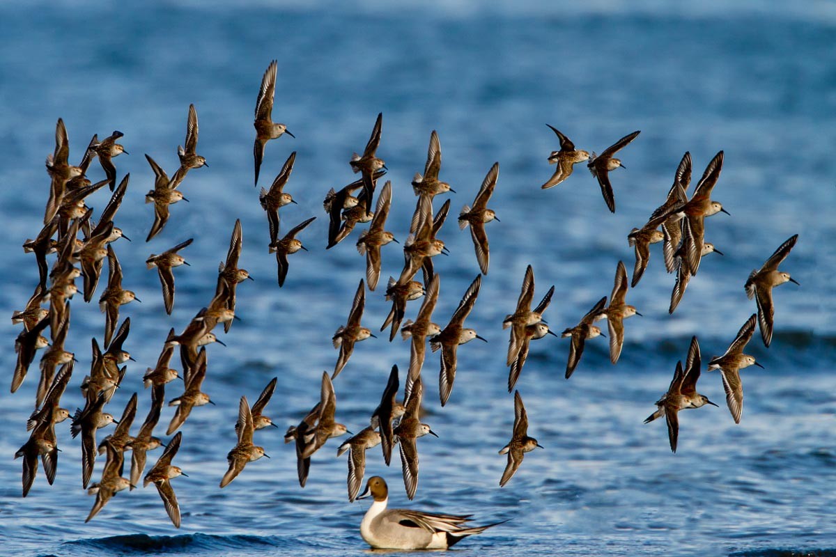 Northern Pintail - ML295214311