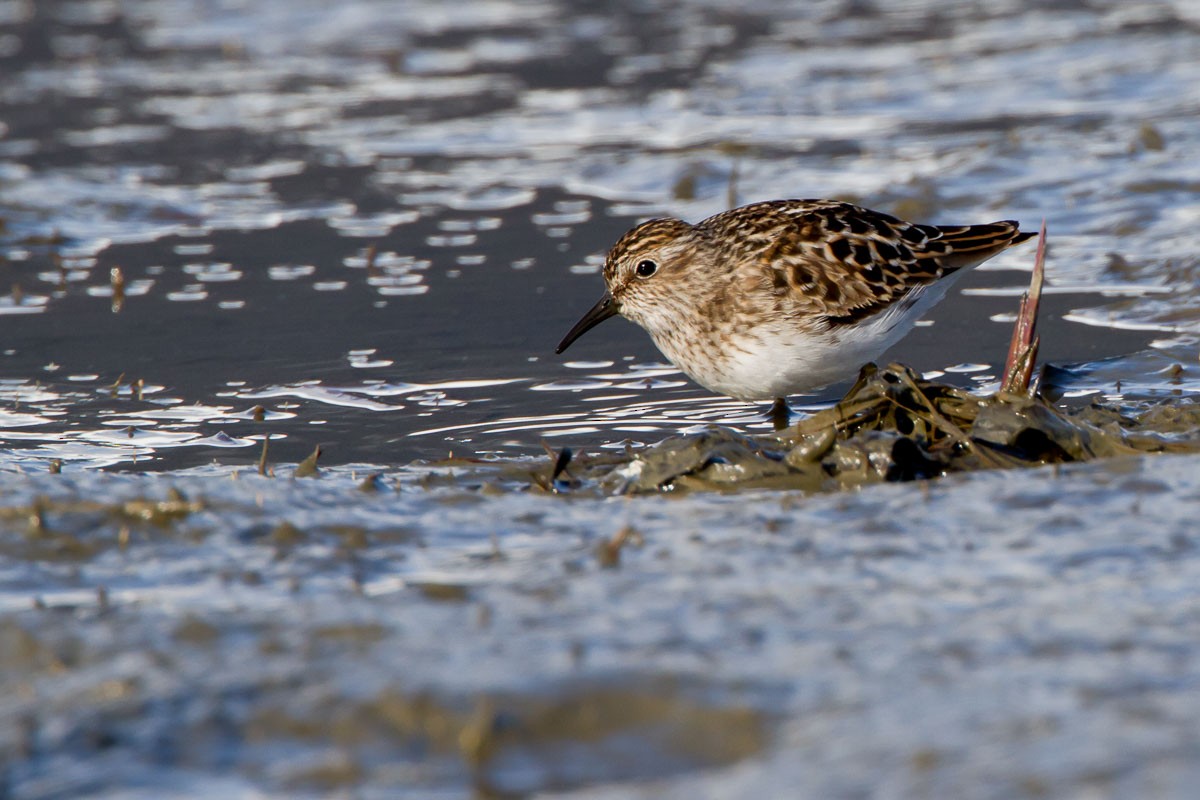 pygmésnipe - ML295214431