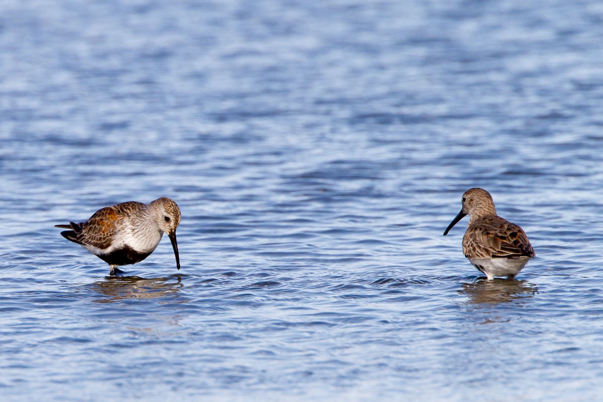 Dunlin - ML295214501