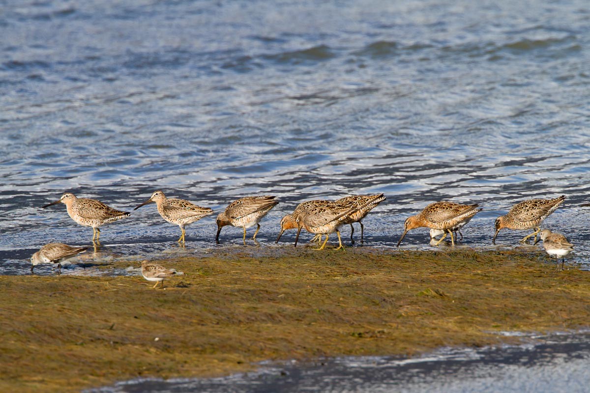 Short-billed Dowitcher - ML295214551