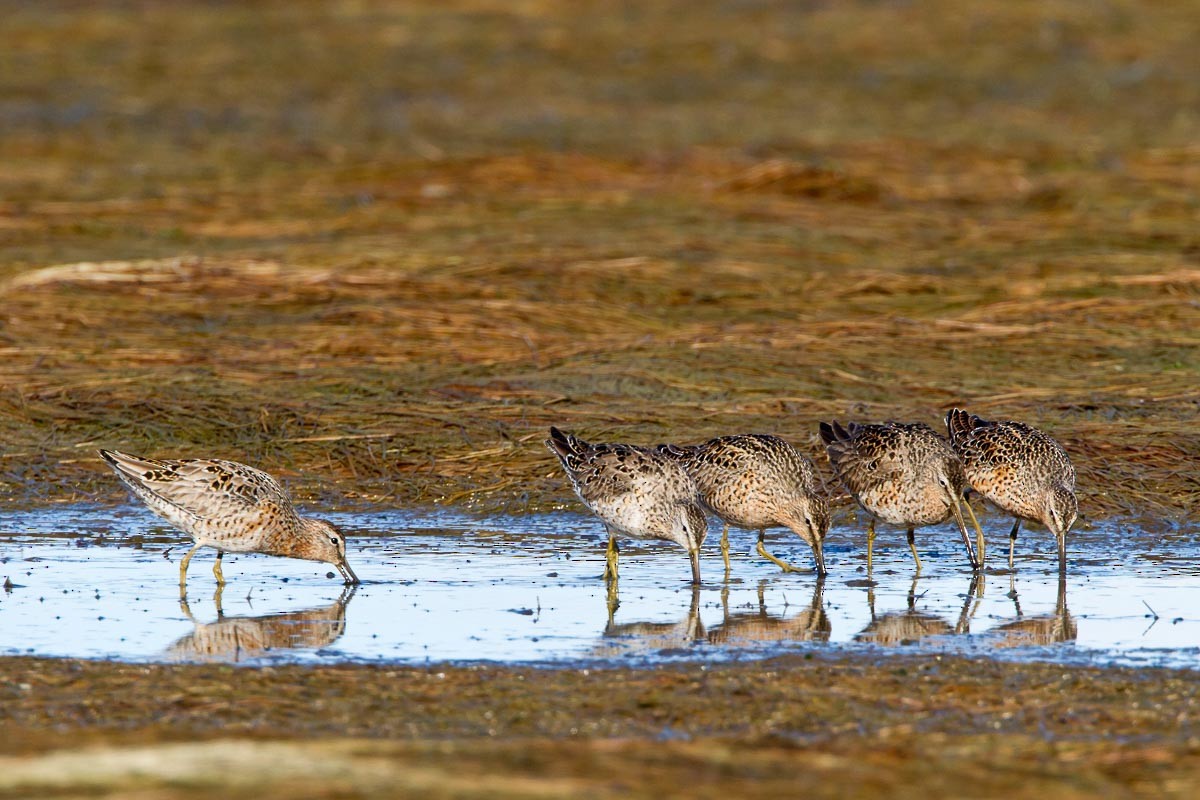 Short-billed Dowitcher - ML295214561