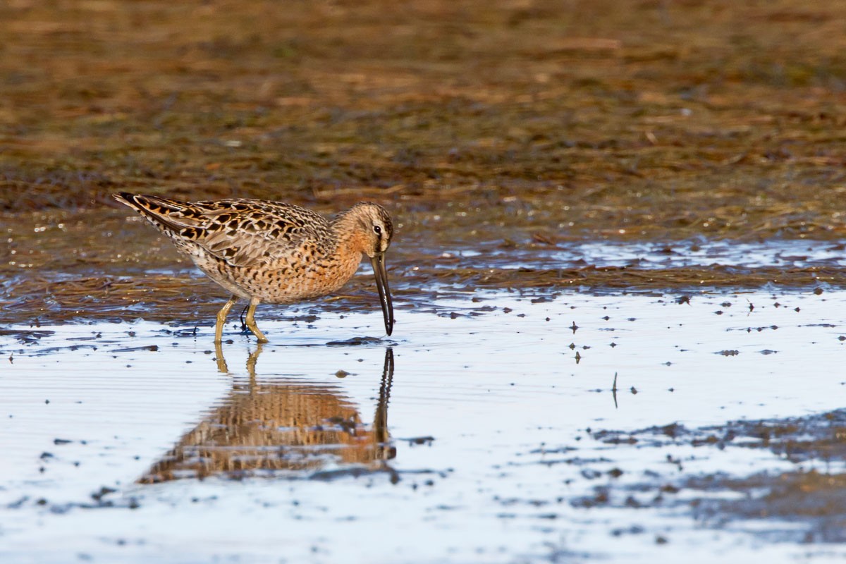 Short-billed Dowitcher - ML295214571