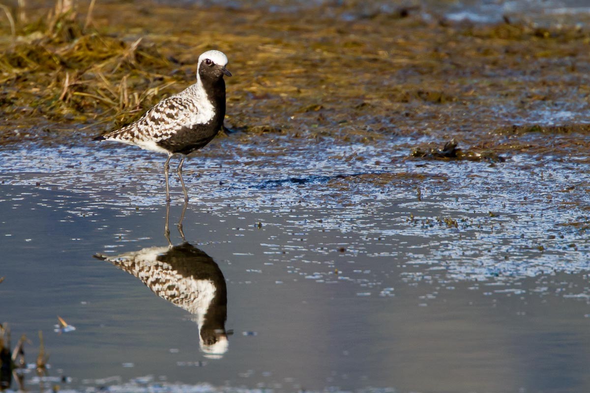 Black-bellied Plover - ML295214661