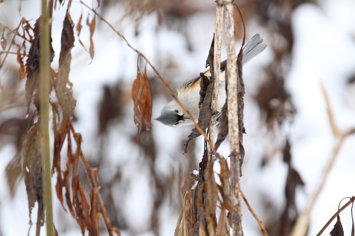 Tufted Titmouse - ML295214711