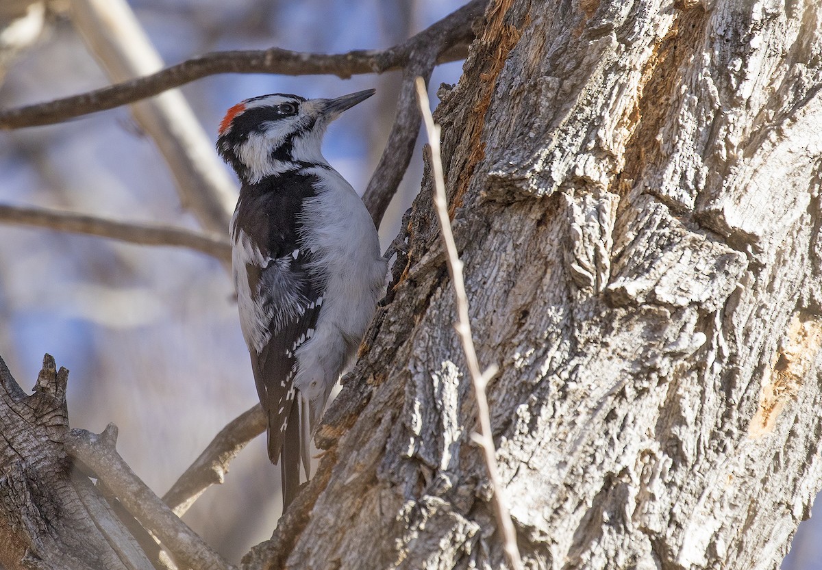 Hairy Woodpecker (Eastern) - Alan Versaw