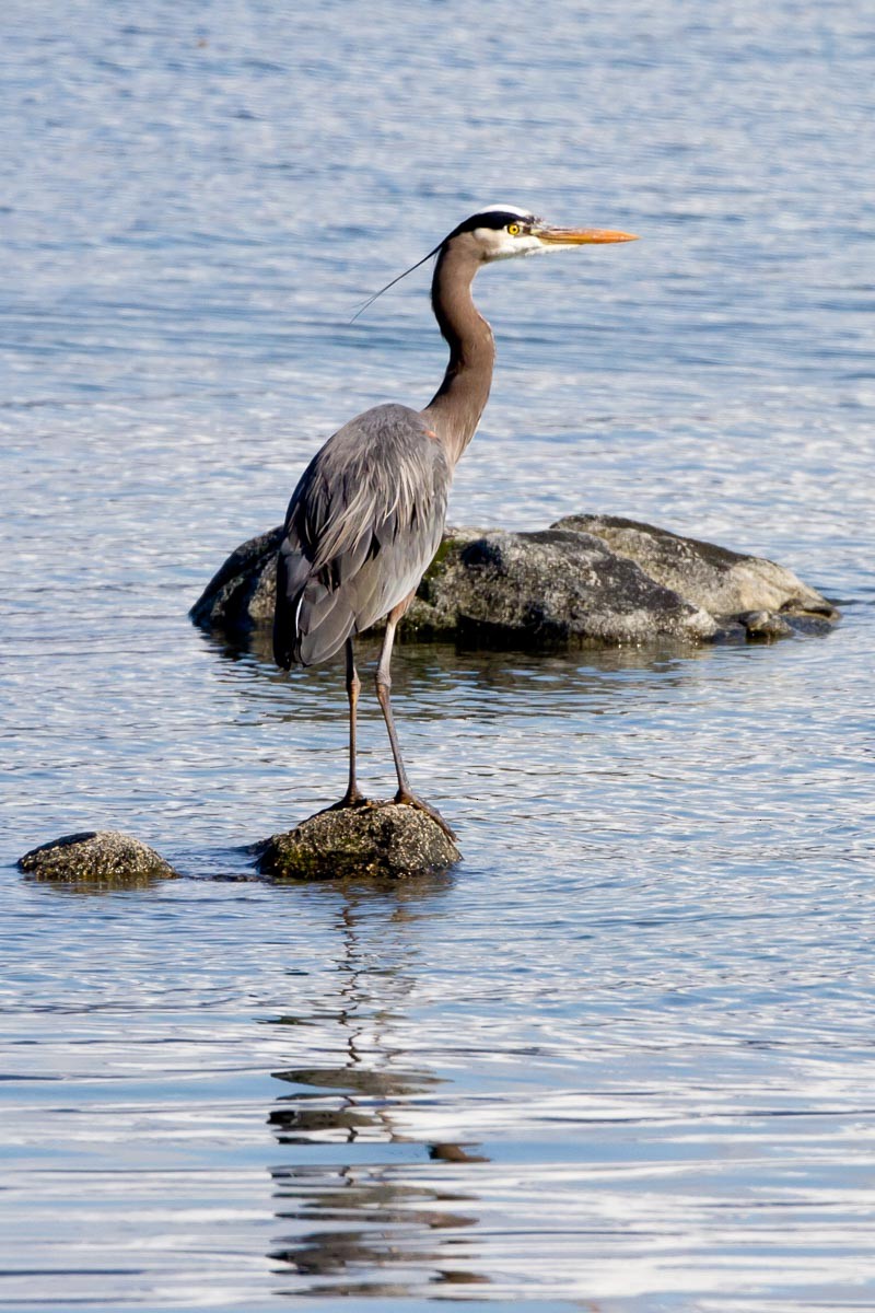 Great Blue Heron - ML295215931