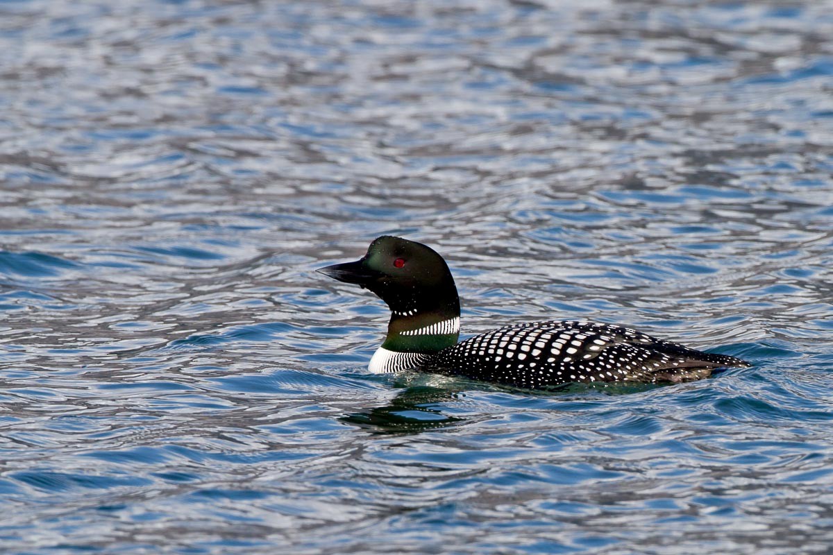 Plongeon huard - ML295215971