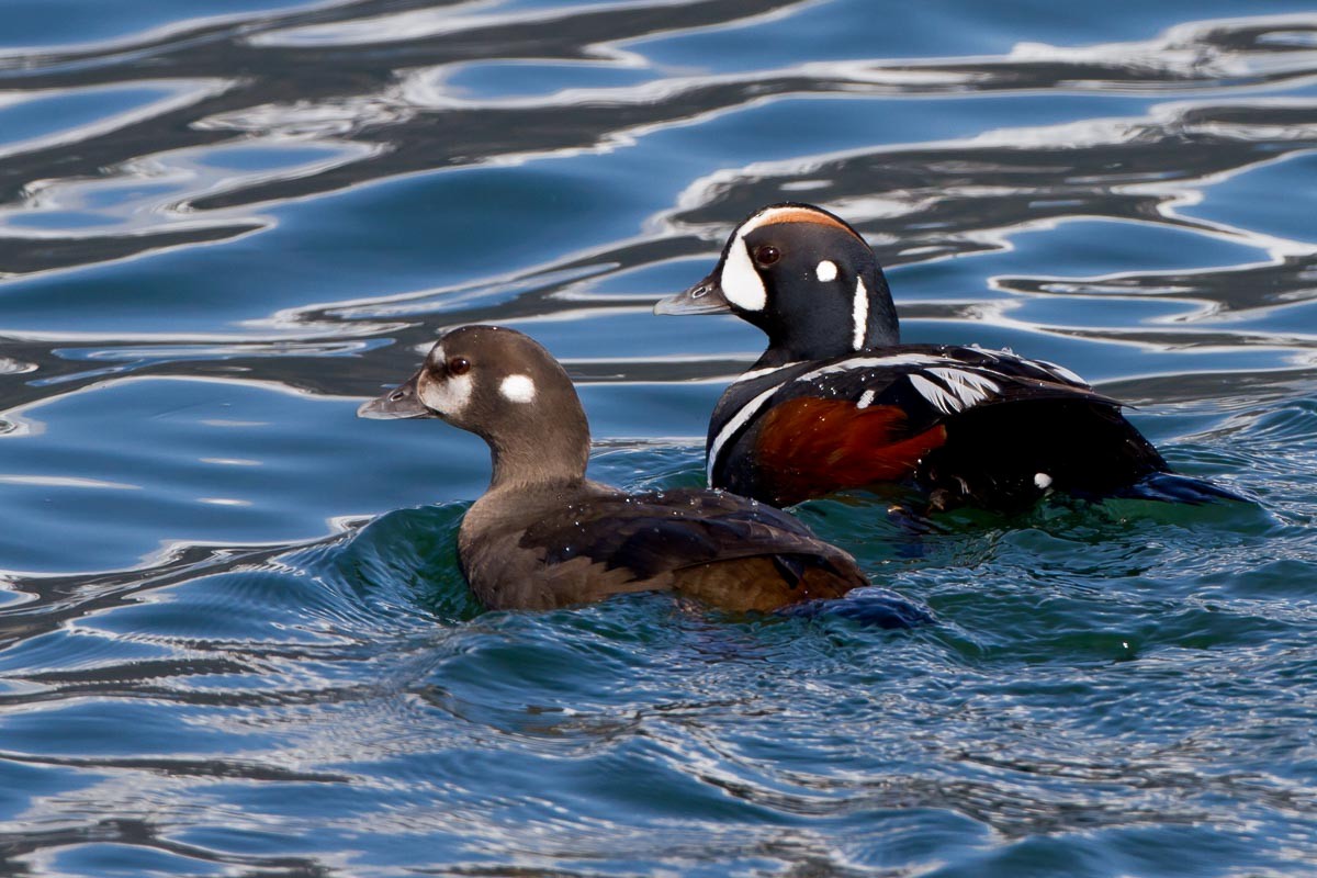 Harlequin Duck - ML295215991