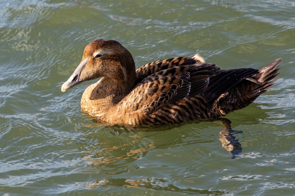 Common Eider - ML295216021