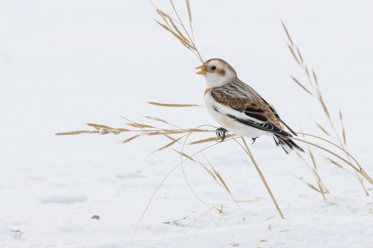 Snow Bunting - ML295216281