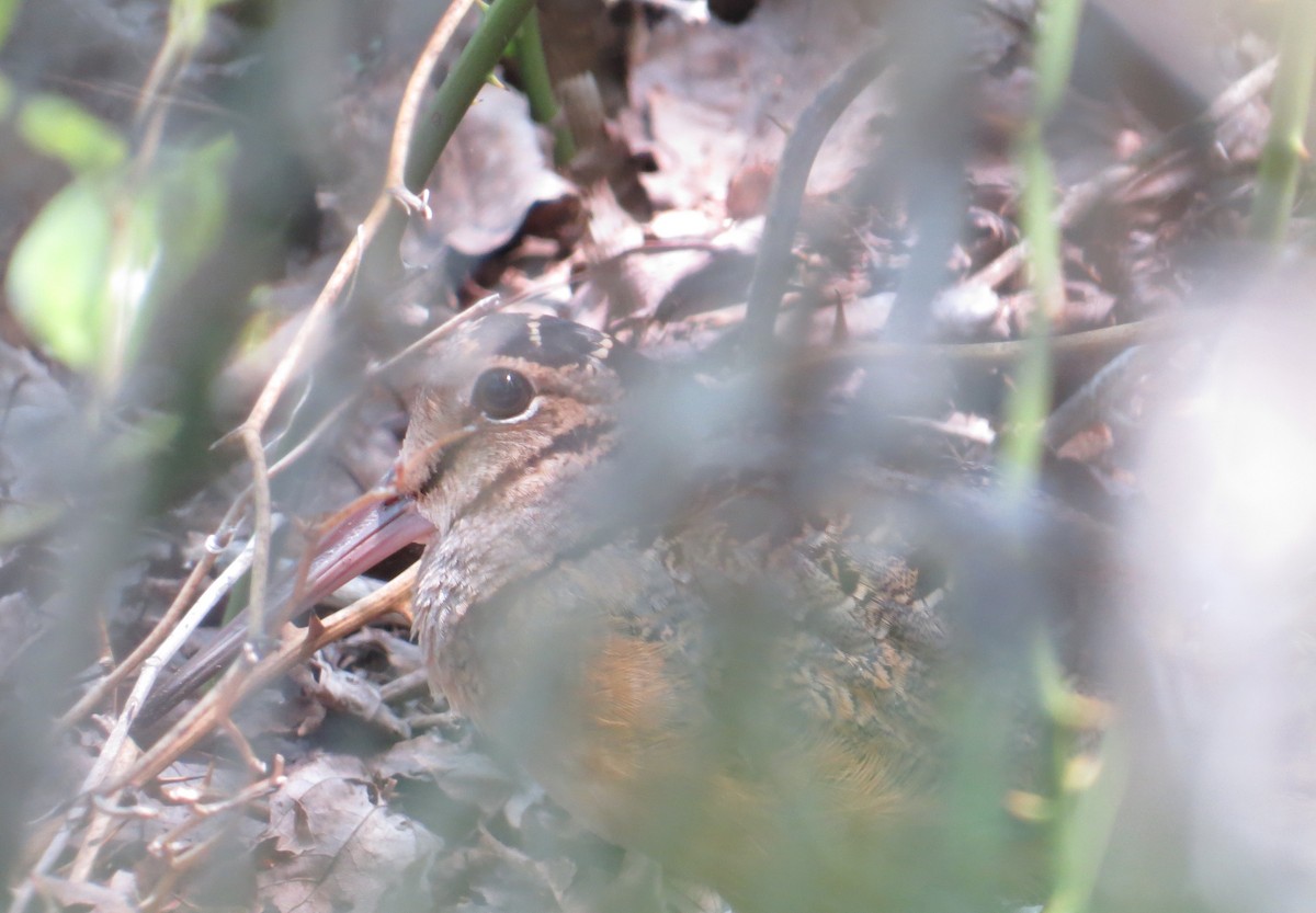 American Woodcock - ML29521661