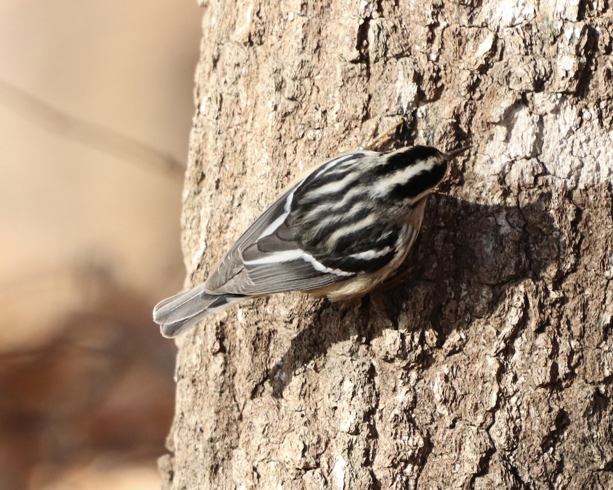 Black-and-white Warbler - ML295217881