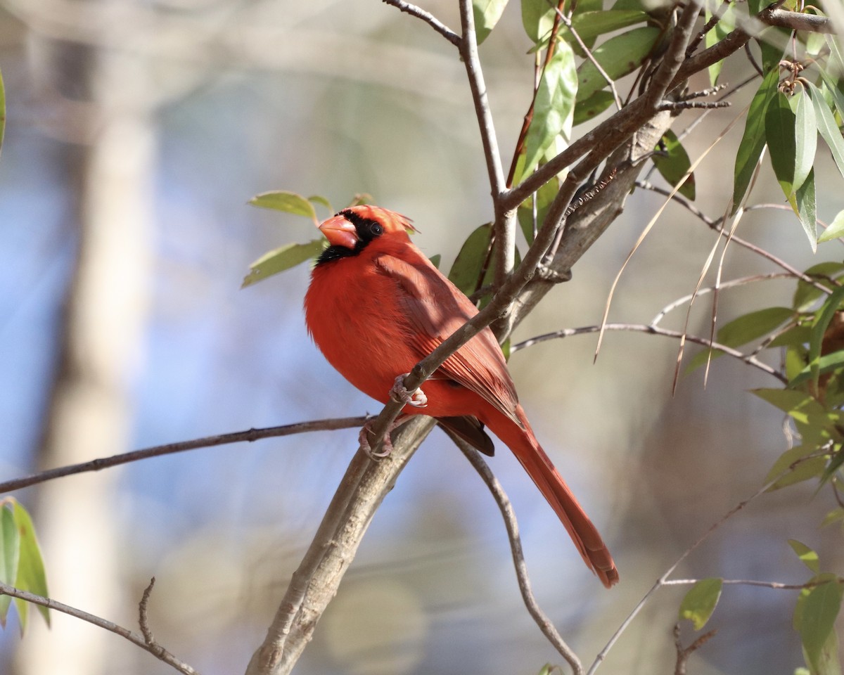 Northern Cardinal - ML295217981