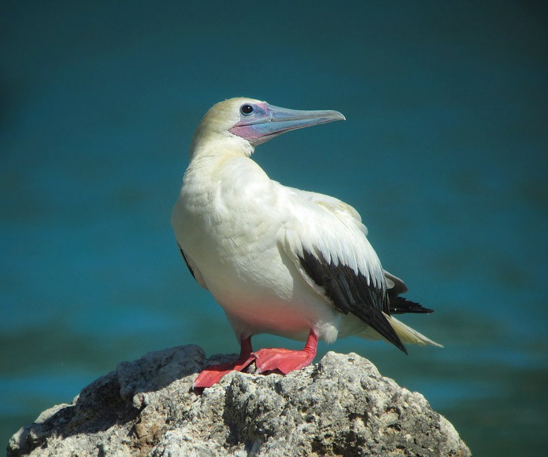 Red-footed Booby - ML295218051