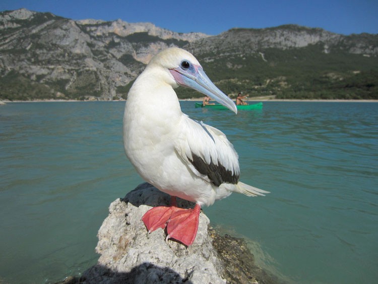 Red-footed Booby - ML295218061