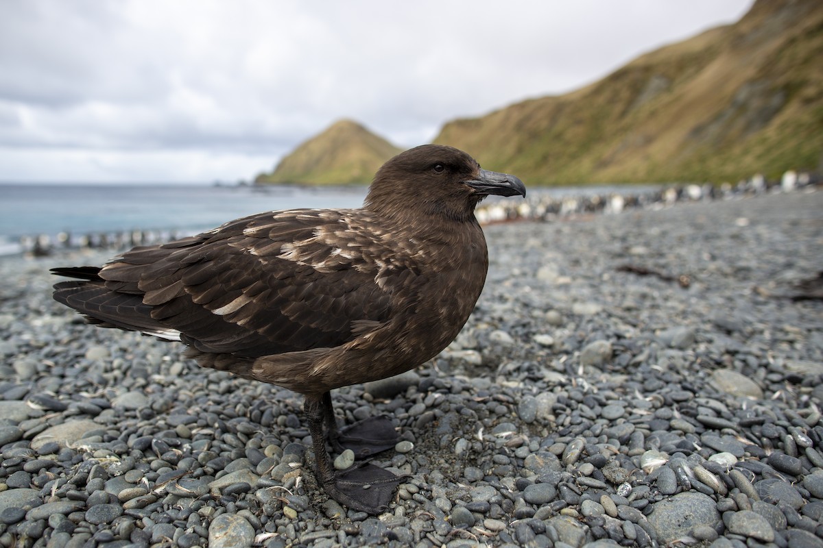 Brown Skua (Subantarctic) - ML295220361