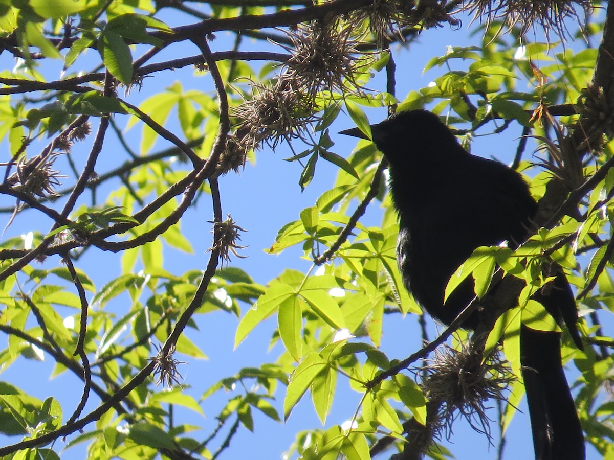 Scrub Blackbird - ML29522131