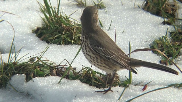 Sage Thrasher - ML295221531