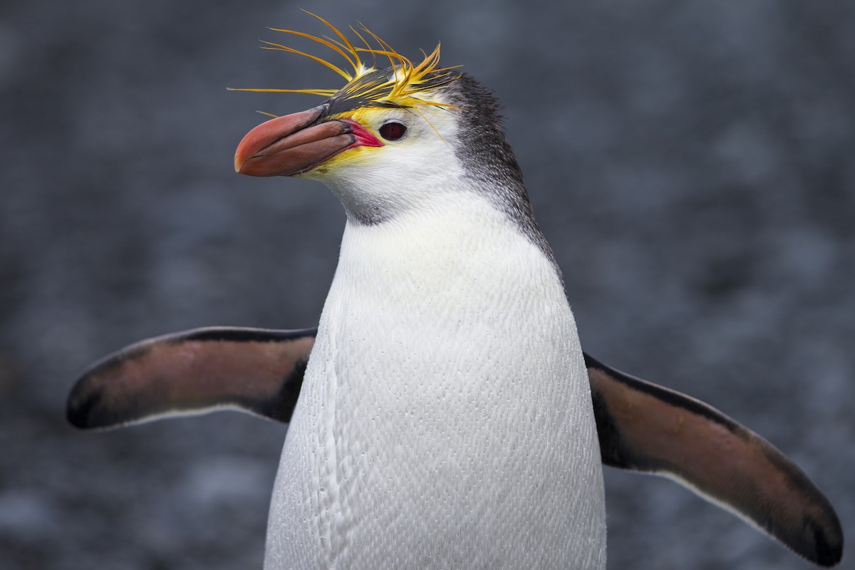 Royal Penguin - ML295221591