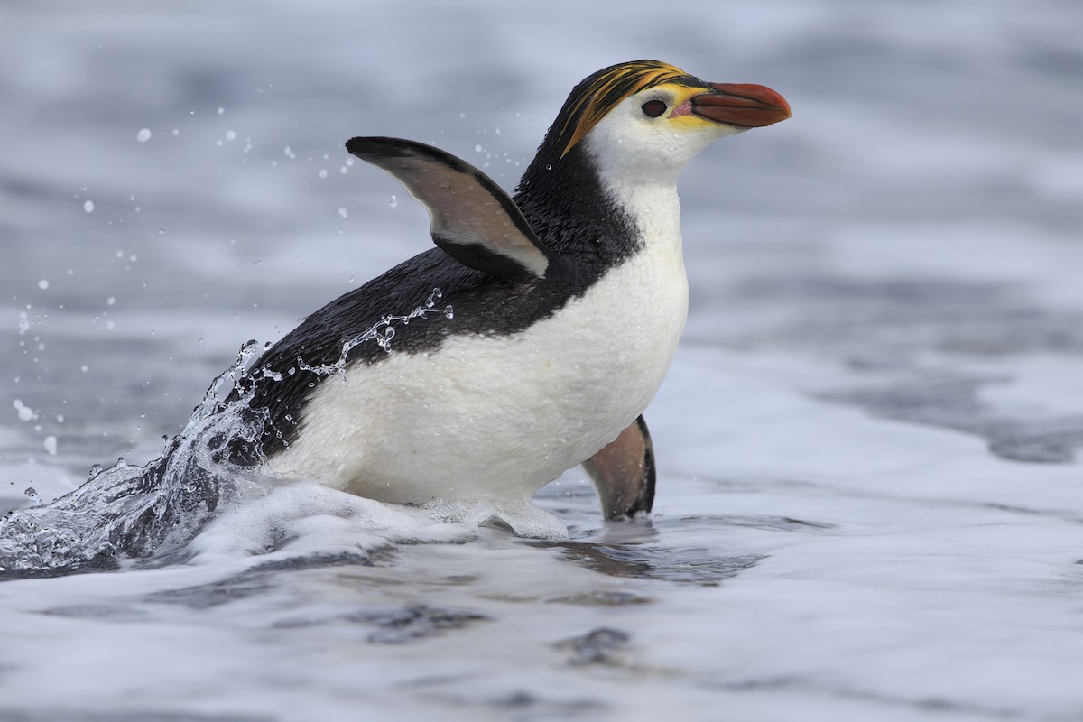 Royal Penguin - ML295221741