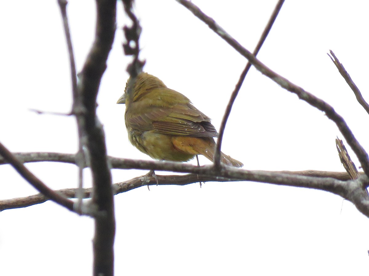 Summer Tanager - Andres Paredes