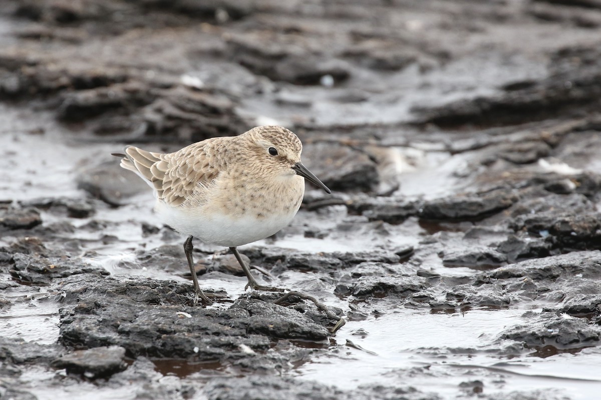 Baird's Sandpiper - ML295223771