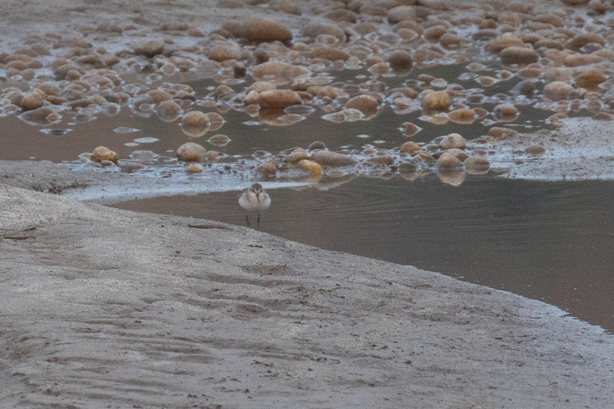 Little Stint - ML295224631