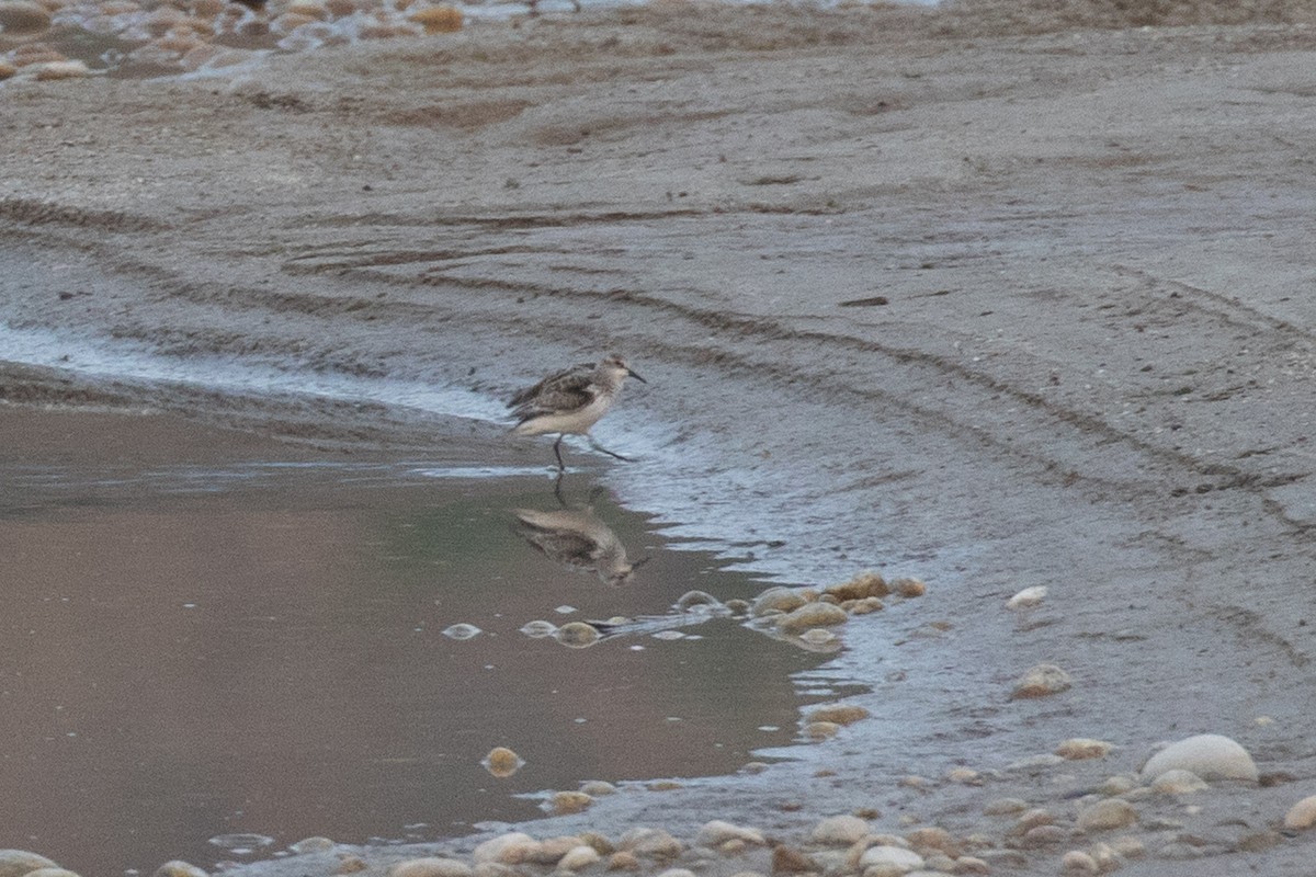 Little Stint - ML295224641