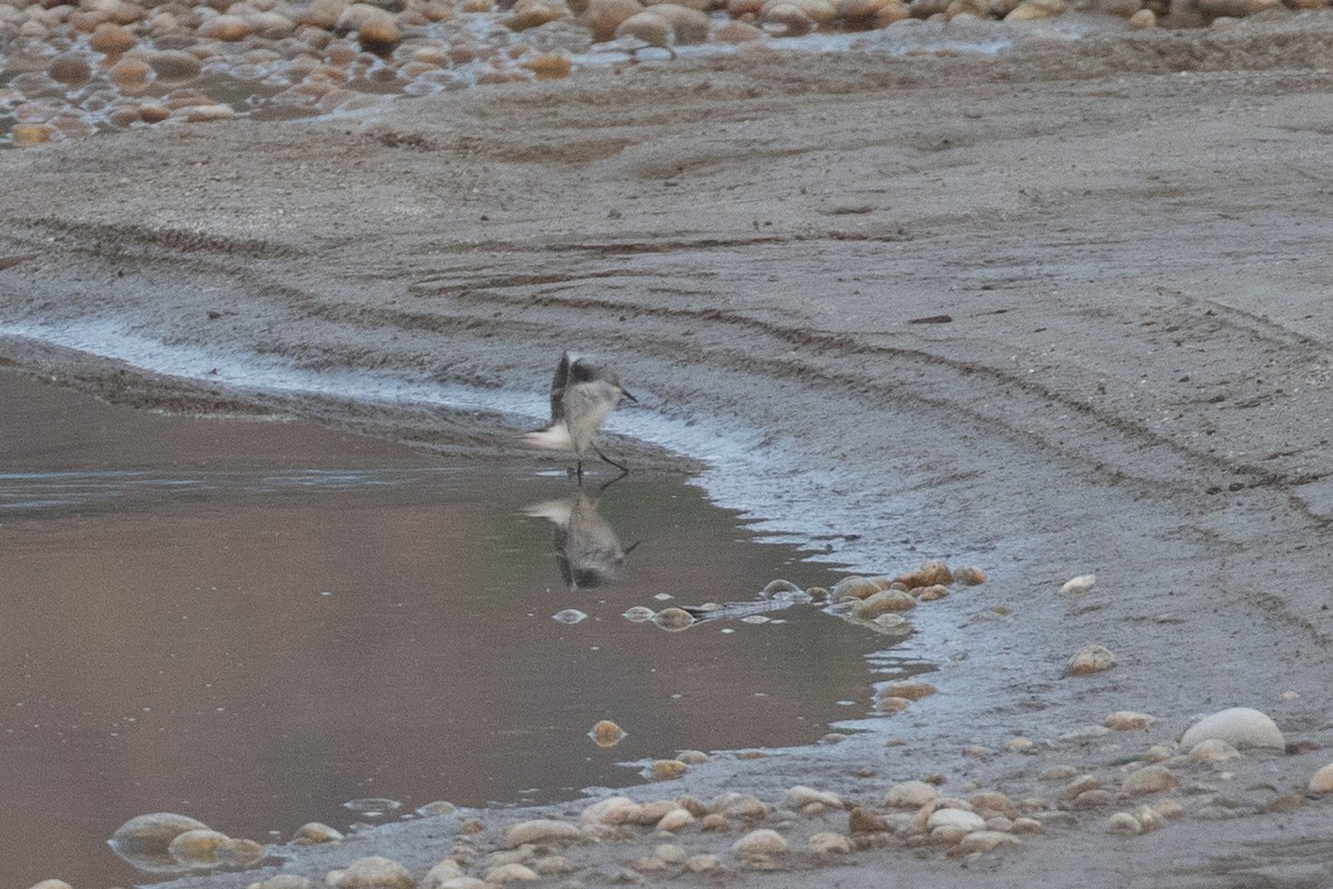 Little Stint - ML295224651