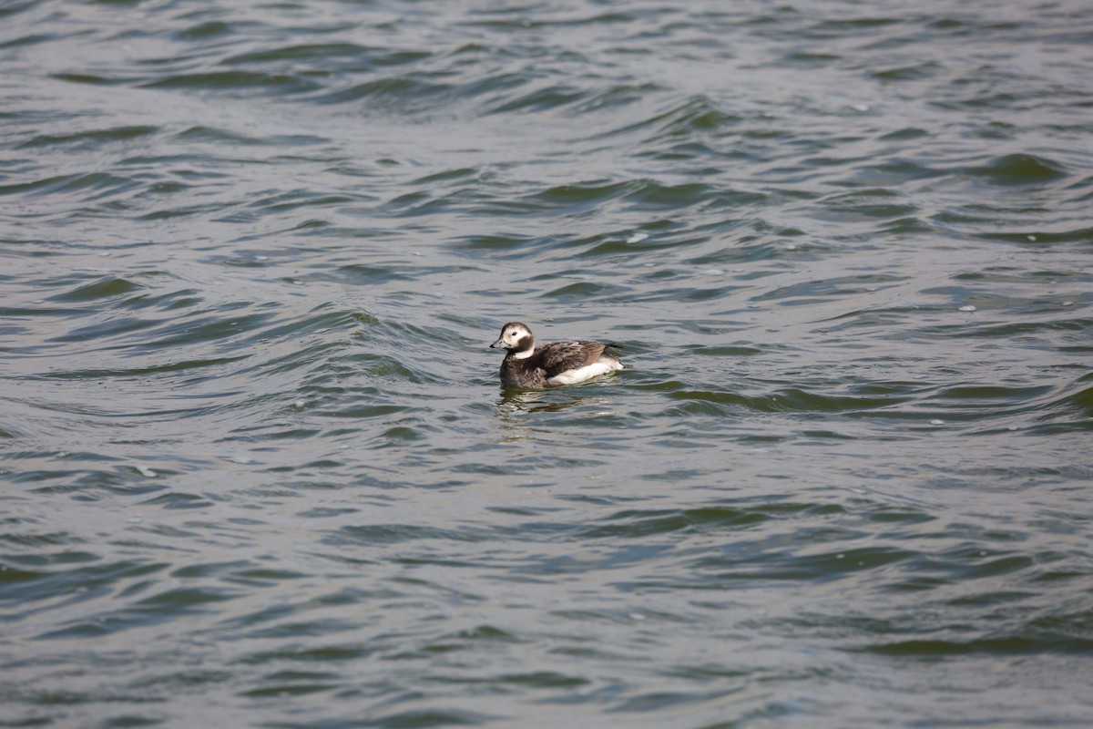 Long-tailed Duck - ML295224891