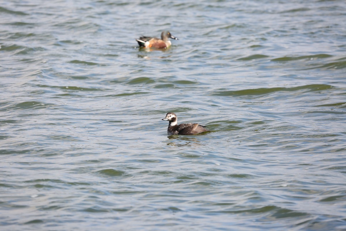 Long-tailed Duck - ML295224911