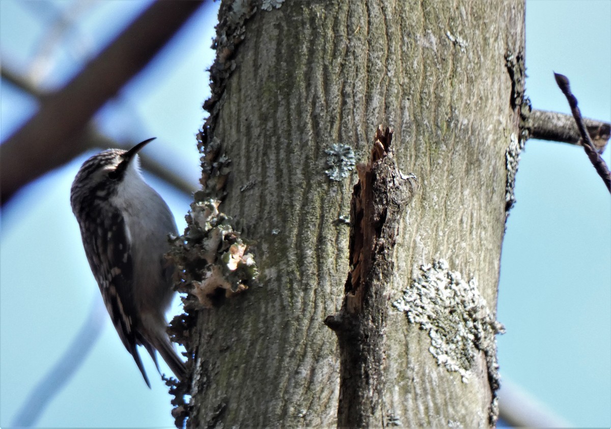 Brown Creeper - ML295224991