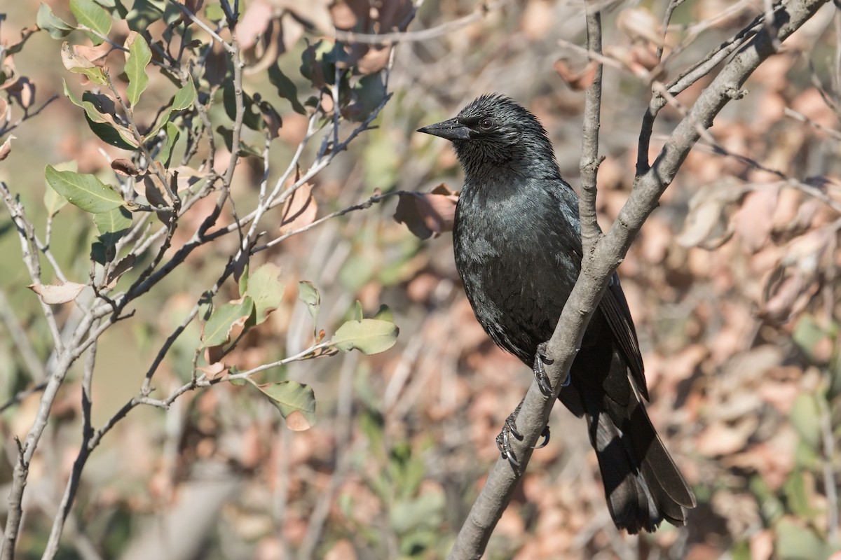 Austral Blackbird - ML295226141