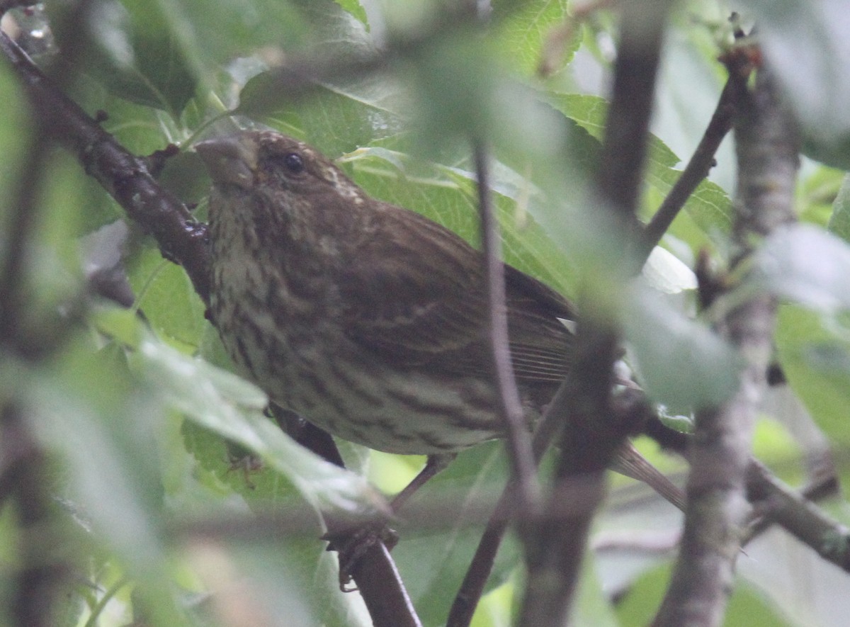 Purple Finch - ML29522641