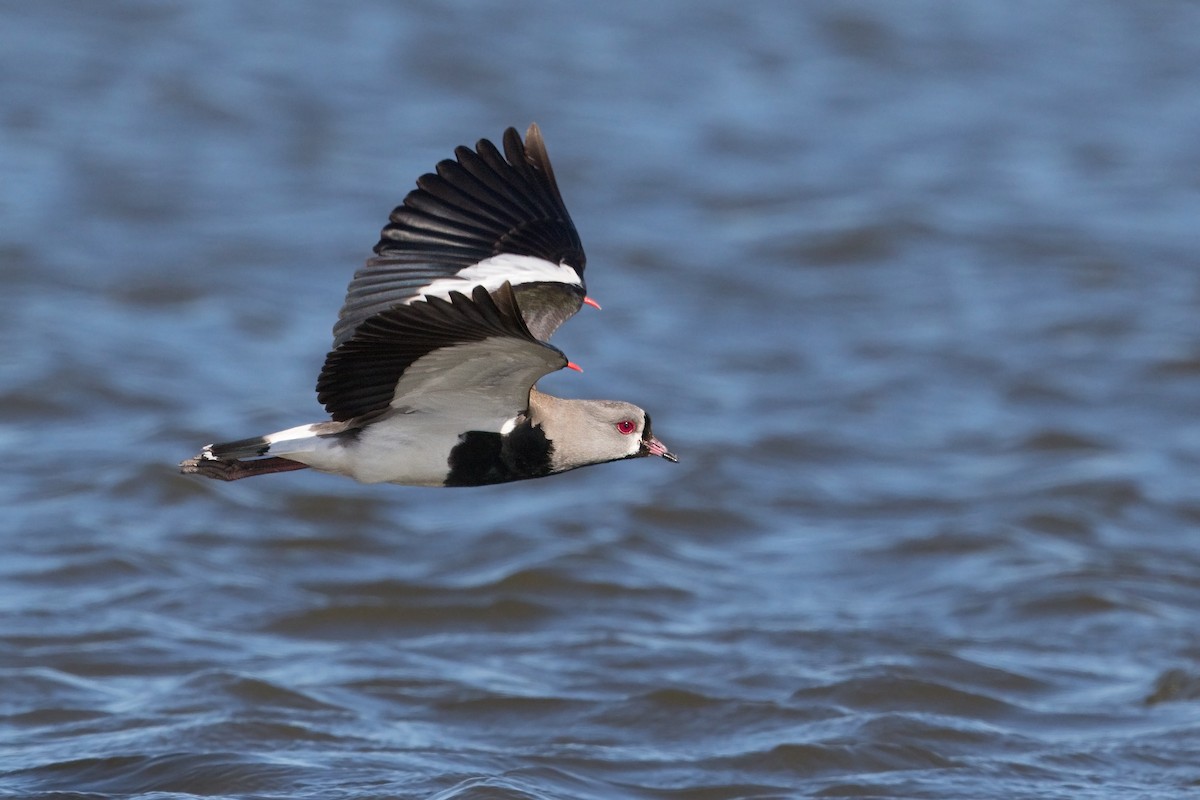 Southern Lapwing - ML295227431