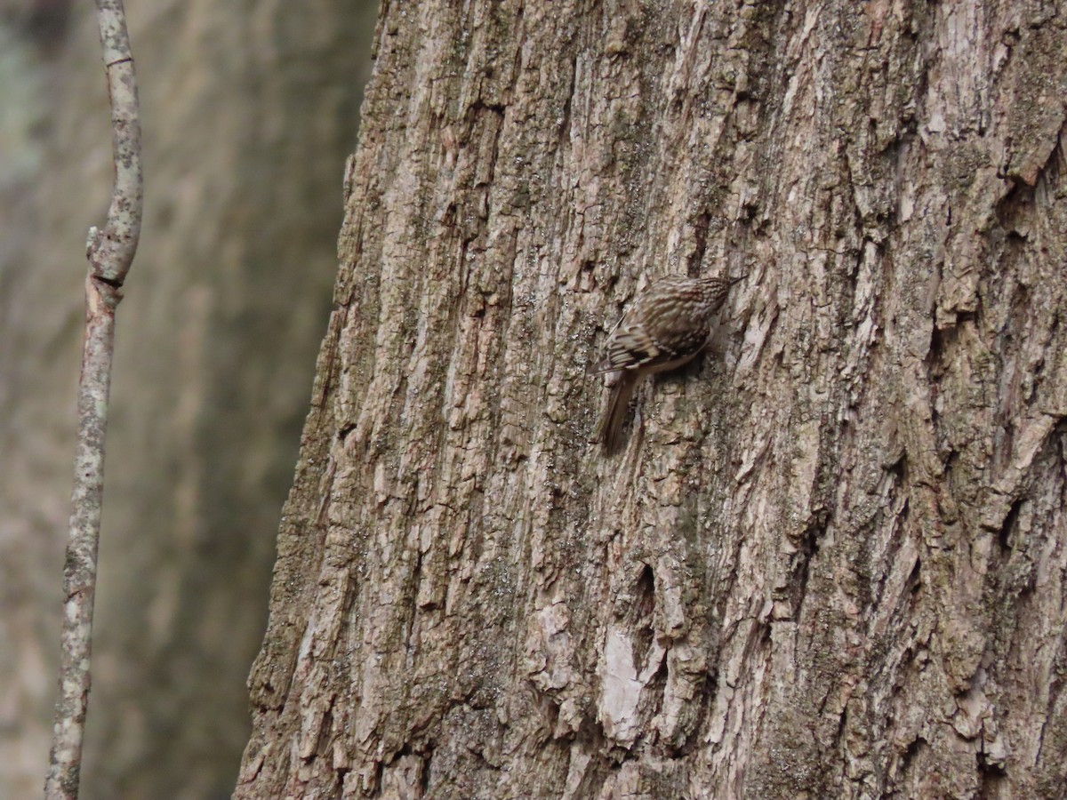 Brown Creeper - ML295227751