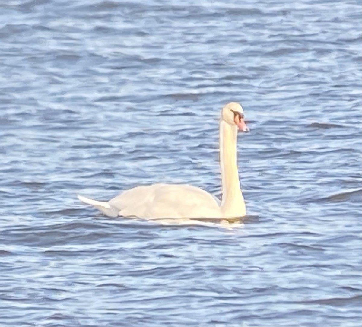 Mute Swan - ML295232131