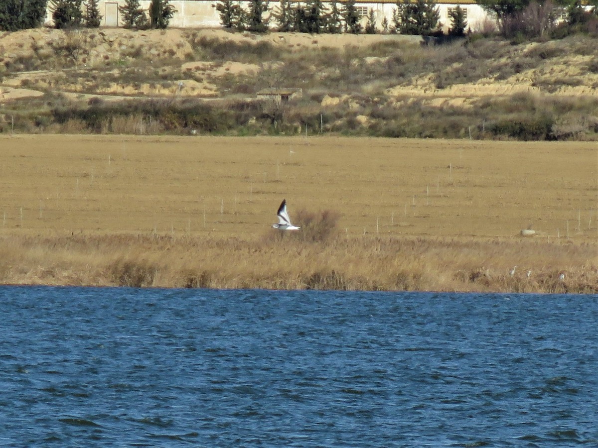 Little Gull - ML295232601