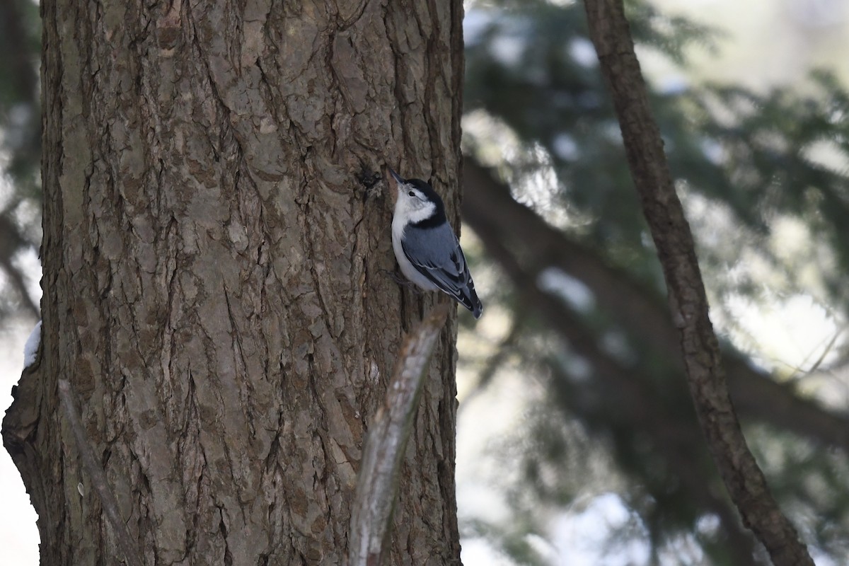 White-breasted Nuthatch - ML295232761