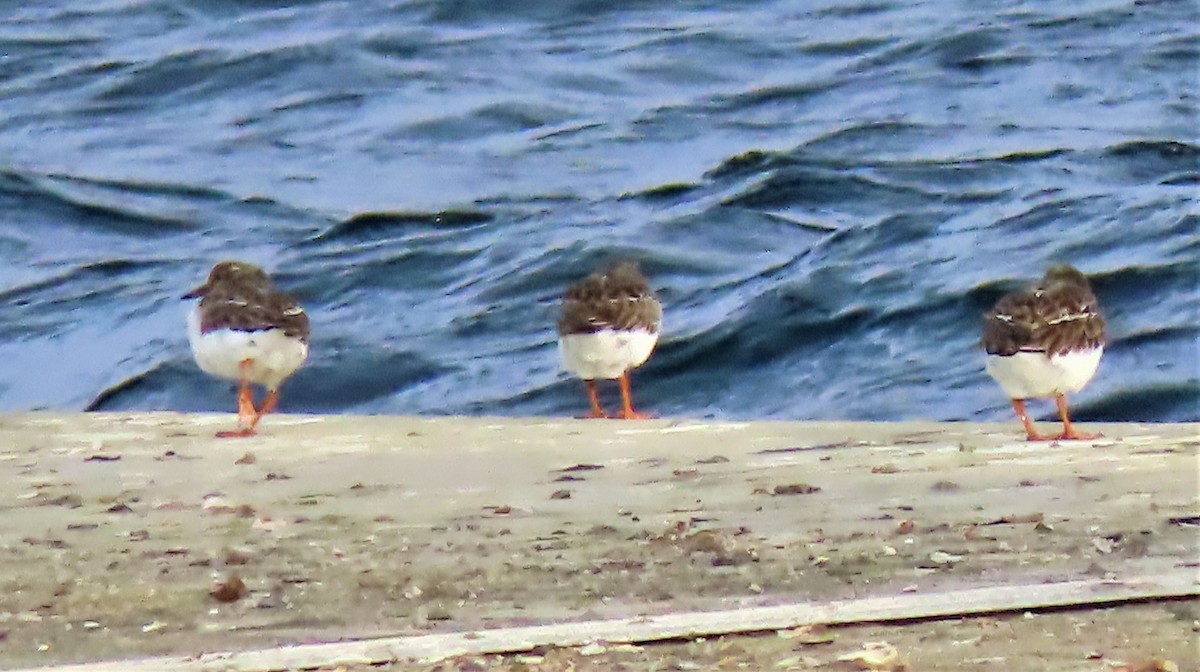 Ruddy Turnstone - ML295232891