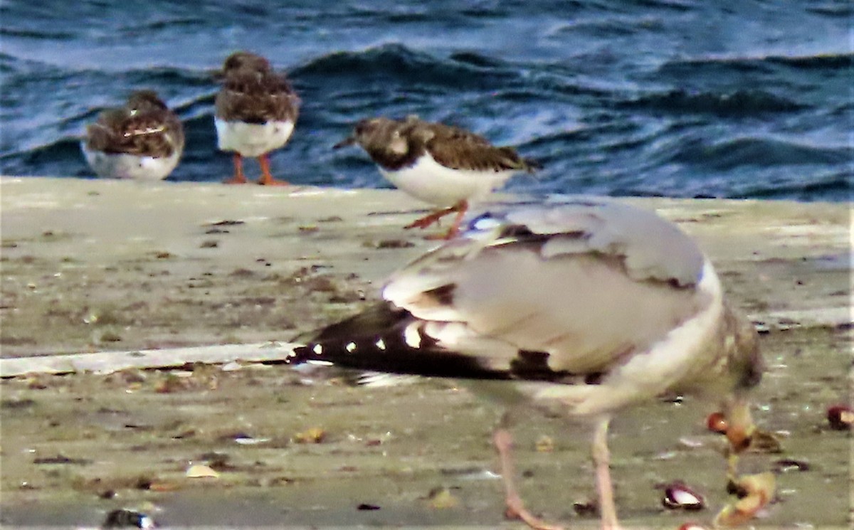 Ruddy Turnstone - ML295232911