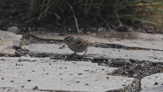 White-crowned Sparrow (pugetensis) - ML295234051