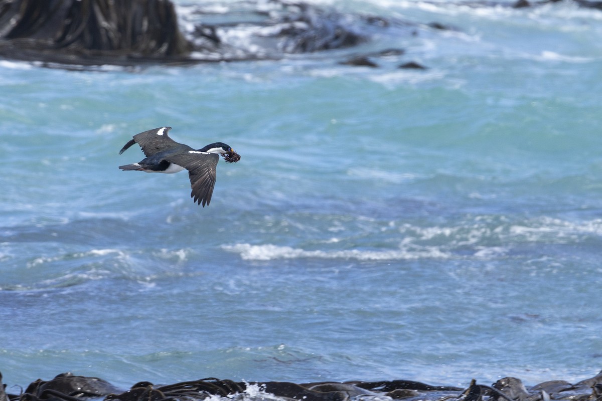 Macquarie Shag - Michael Stubblefield