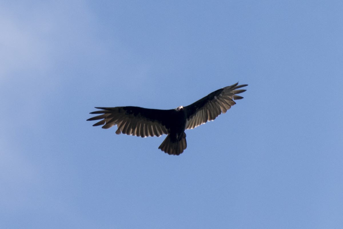 Turkey Vulture - ML295234751