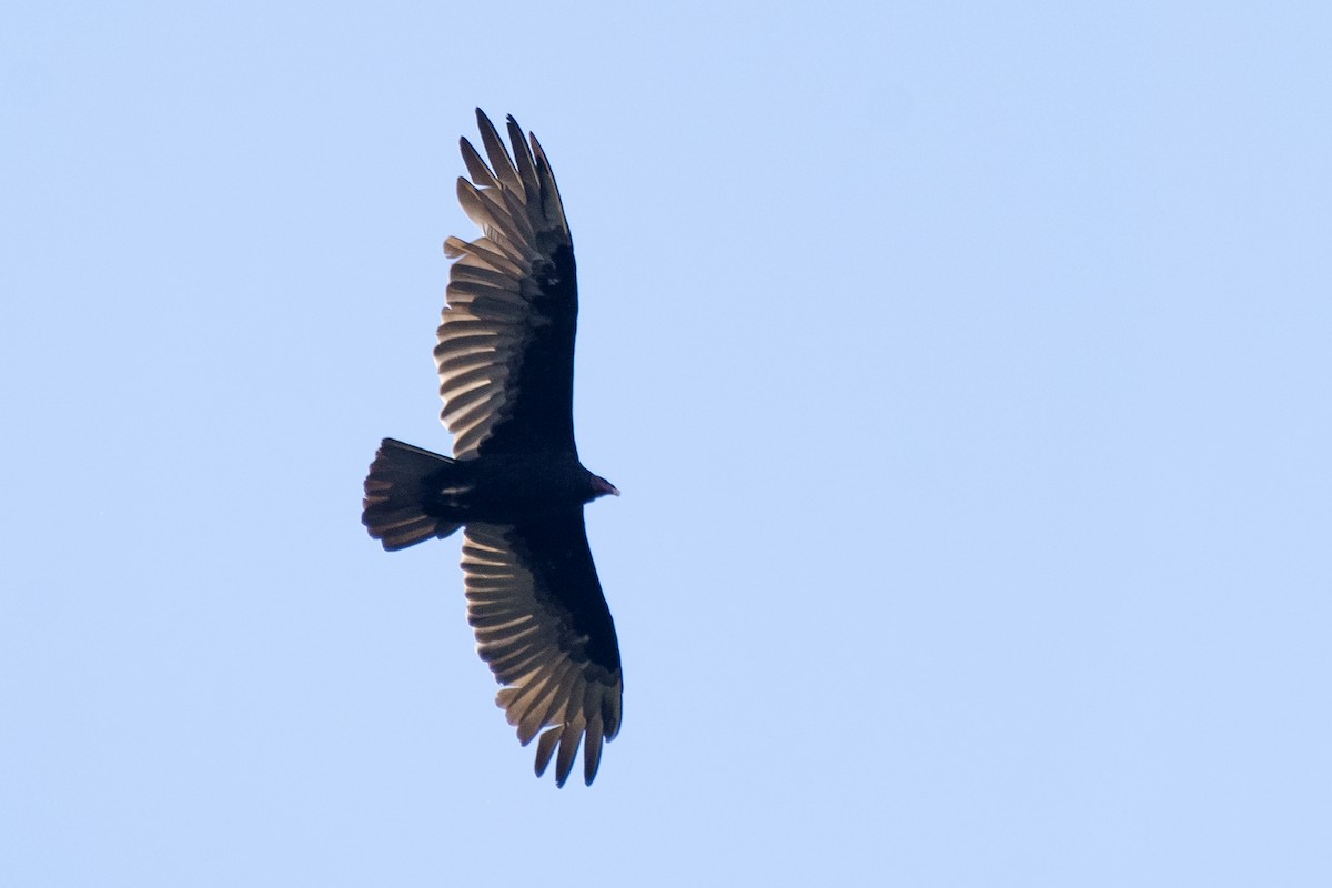 Turkey Vulture - ML295234761