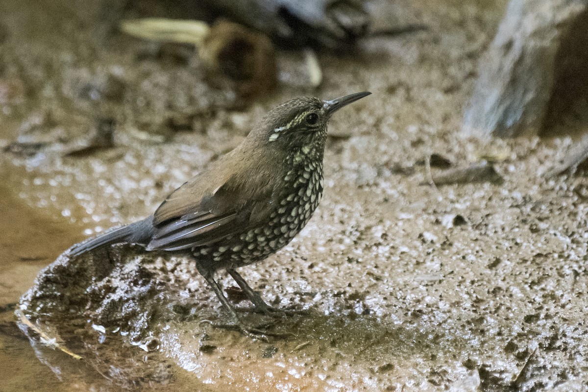 Sharp-tailed Streamcreeper - ML295234861