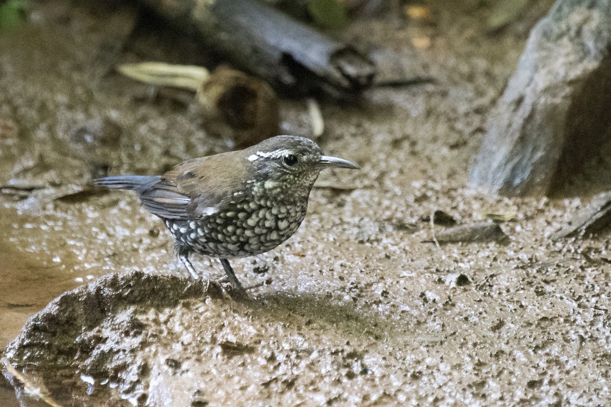 Sharp-tailed Streamcreeper - ML295234871